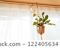 Bat plant hanging by the window 122405634
