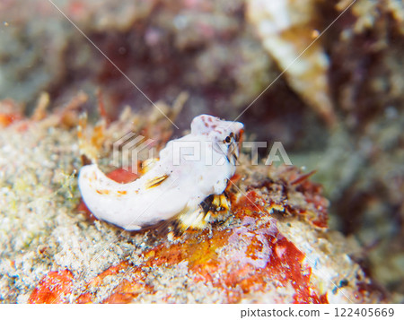 又白又可愛。保持兩人一組。 可愛的幼小 kowanteguri 魚（Pondidae 科）和其他物品。加茂區南伊豆町中木広濱 122405669