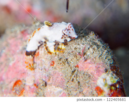 又白又可愛。保持兩人一組。 可愛的幼小 kowanteguri 魚（Pondidae 科）和其他物品。加茂區南伊豆町中木広濱 122405681