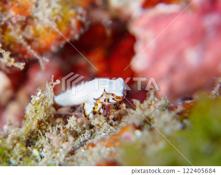 又白又可愛。保持兩人一組。 可愛的幼小 kowanteguri 魚(Pondidae 科)和其他物品。加茂區南伊豆町中木広濱 又白又可愛。保持兩人一組。 可愛的幼小 kowanteguri 魚(Pondidae 科)和其他物品。加茂區南伊豆町中木広濱 122405684