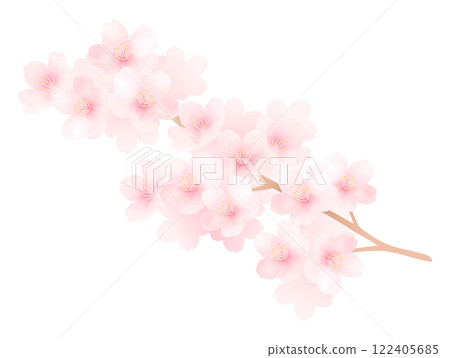 櫻花枝盛開的水彩插圖 122405685