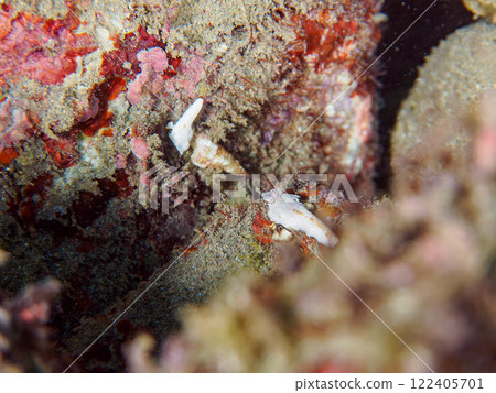 White and cute. They come in pairs. Cute juveniles of the Columbine staghorn fish (family Polypodium) and others. Nakagi Hirizo Beach, Minamiizu-cho, Kamo-gun 122405701