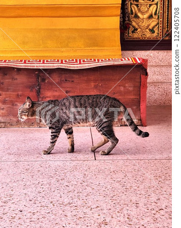 Laos: A striped cat walking in front of a temple in Vientiane 122405708