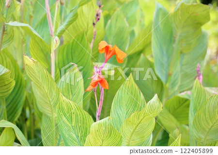 充滿活力的美人蕉花 122405899