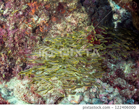 A beautiful school of juvenile striped fish in an underwater cave. They are commonly known as striped fish balls. Nakagi Hirizo Beach, Minamiizu-cho, Kamo-gun, Izu Peninsula, Shizuoka Prefecture 122406000
