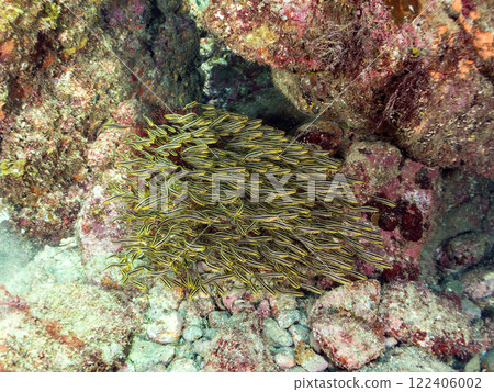 水下洞穴中一群美麗的貢嘴魚幼魚。通稱Gonzuidama。靜岡縣伊豆半島加茂郡南伊豆町中木埼浜 122406002