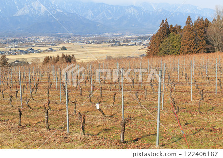 Winter wine vineyards: Japan Alps Wine Valley Winter wine vineyards: Japan Alps Wine Valley 122406187