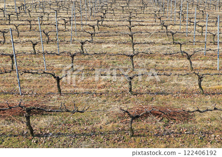 冬季葡萄園日本阿卑斯葡萄酒谷 122406192