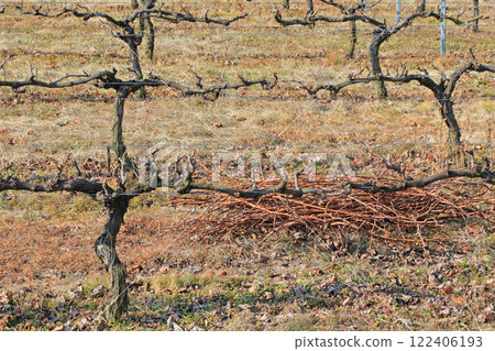 冬季葡萄園日本阿卑斯葡萄酒谷 122406193