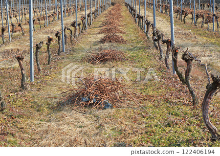 冬季葡萄園日本阿卑斯葡萄酒谷 122406194