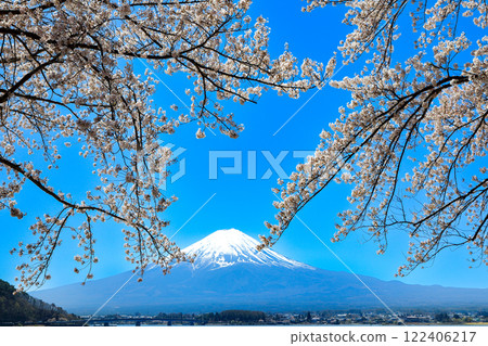 Mount Fuji as seen from the shores of Lake Kawaguchi with cherry blossoms in full bloom, Kawaguchiko Town, Yamanashi Prefecture Mount Fuji as seen from the shores of Lake Kawaguchi with cherry blossoms in full bloom, Kawaguchiko Town, Yamanashi Prefecture 122406217