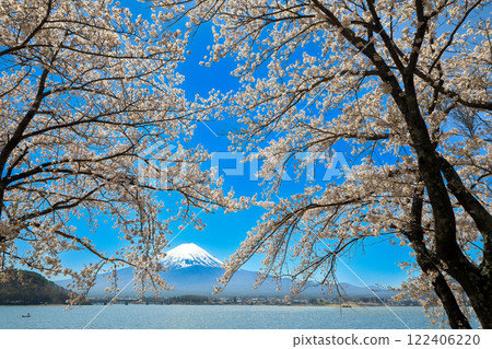 Mount Fuji as seen from the shores of Lake Kawaguchi with cherry blossoms in full bloom, Kawaguchiko Town, Yamanashi Prefecture 122406220