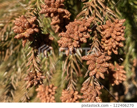 Cedar male flower buds 122406270