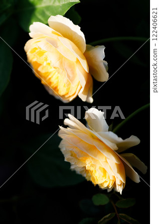 Yellow beautiful blooming rose in garden. Closeup. Yellow beautiful blooming rose in garden. Closeup. 122406621