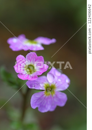 Virginia stock flowers and rain drops 122406642