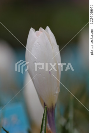 Crocus - white flower buds and raindrops 122406643