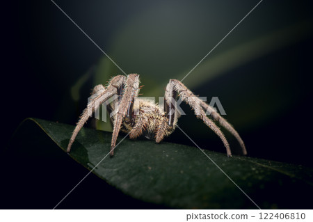 Australian Golden Orb Weaver Spider Australian Golden Orb Weaver Spider 122406810