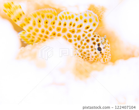 Beautiful table coral where coral bleaching is occurring and cute juvenile blenny fish. Nakagi Hirizo Beach, Minamiizu Town 122407104