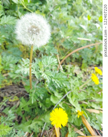 Dandelions that make you feel spring 122407220