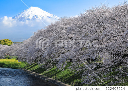 Cherry blossoms in full bloom at Ryuganbuchi River in the Fuji district of Shizuoka Prefecture 122407224