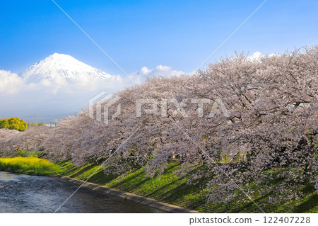 Cherry blossoms in full bloom at Ryuganbuchi River in the Fuji district of Shizuoka Prefecture Cherry blossoms in full bloom at Ryuganbuchi River in the Fuji district of Shizuoka Prefecture 122407228
