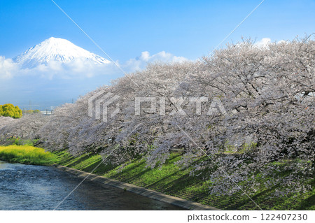 Cherry blossoms in full bloom at Ryuganbuchi River in the Fuji district of Shizuoka Prefecture 122407230
