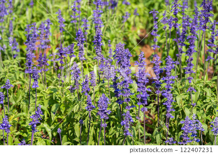 Salvias flower blooming in the garden. This fragrant herb provides nectar for foraging bees from spring and through summer. 122407231