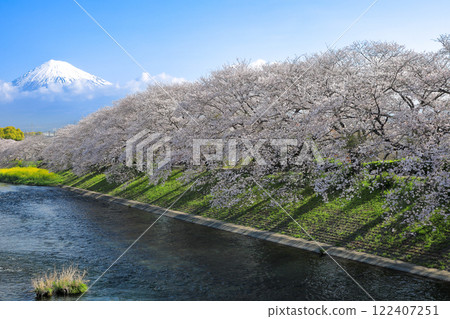 Cherry blossoms in full bloom at Ryuganbuchi River in the Fuji district of Shizuoka Prefecture 122407251