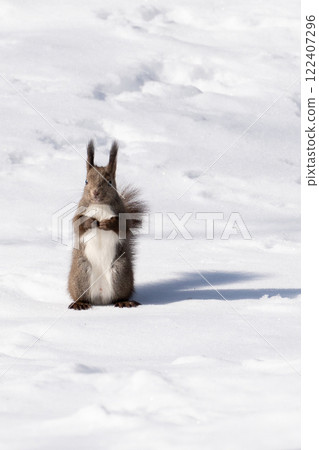 A squirrel standing in the snow 122407296