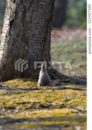 向聖樹祈禱 向聖樹祈禱 122407300