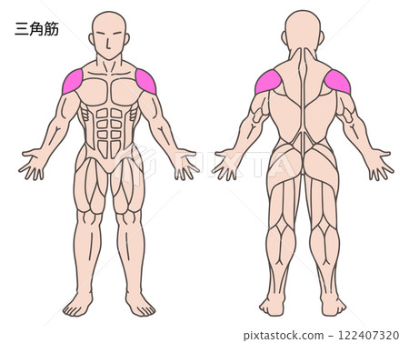三角肌人體肌肉圖 122407320