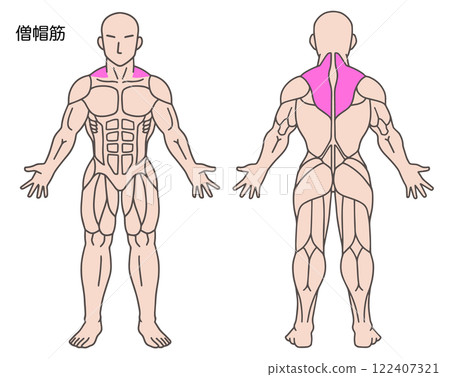 斜方肌人體肌肉圖 斜方肌人體肌肉圖 122407321