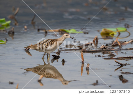 秋日遷徙，荷田荷葉02 122407340
