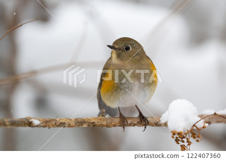 Snowy mountain, snow and female blue-and-white flycatcher 122407360