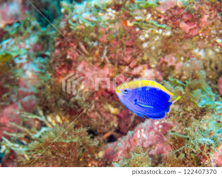 Beautiful juvenile Senna killifish (Pomacentridae). Nakagi Hirizo Beach, Minamiizu-cho, Kamo-gun, Izu Peninsula, Shizuoka Prefecture, 2024 122407370