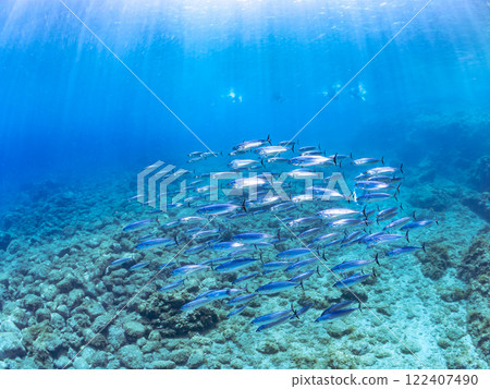 A large school of silver-stripe round herring and a school of Spanish mackerel (Scombridae) Round tuna or flat tuna Nakagi Hirizo Beach, Minamiizu-cho, Kamo-gun, Izu 122407490