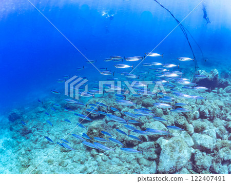 A large school of silver-stripe round herring and a school of Spanish mackerel (Scombridae) Round tuna or flat tuna Nakagi Hirizo Beach, Minamiizu-cho, Kamo-gun, Izu 122407491