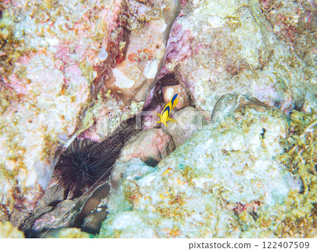 可愛的年輕的Somewakeyakko（家庭）和其他物品。 靜岡縣伊豆半島加茂郡南伊豆町中木広濱2024 122407509