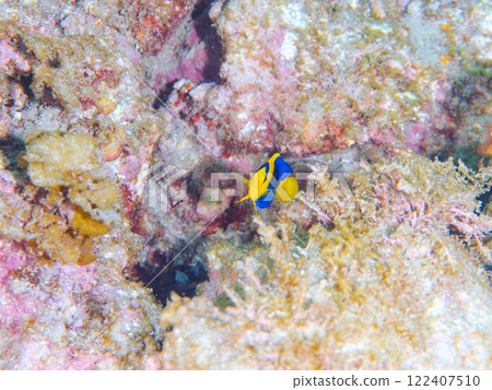 可愛的年輕的Somewakeyakko（家庭）和其他物品。 靜岡縣伊豆半島加茂郡南伊豆町中木広濱2024 122407510