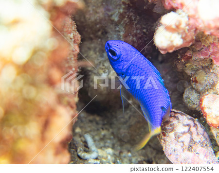 Hirizo Beach is a beautiful reef with a beautiful school of blue-green damselfish and other fish, as well as a colony of soft corals such as sea lions, sea cucumbers, and other species. 122407554