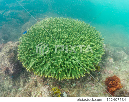 A beautiful group of Acropora (table coral) and blue-green damselfish (family Pomacentridae) and other fish. Nakagi Hirizo Beach 122407584