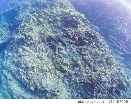 An impressive school of Taiwanese barracudas (family Barracudaidae) and other fish. Nakagi Hirizo Beach, Minamiizu-cho, Kamo-gun, Izu Peninsula, Shizuoka Prefecture, 2024 122407696