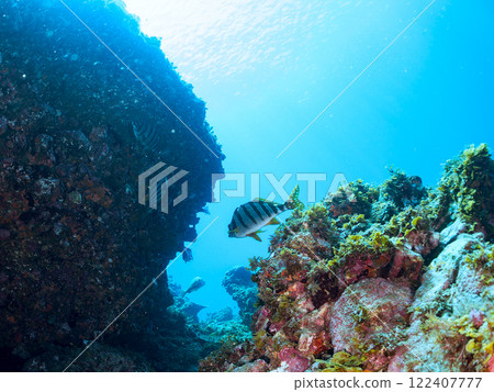 美麗的高野台(Takanodaidae)和其他水下洞穴中的學校 靜岡縣伊豆半島加茂郡南伊豆町中木埼三海灘 美麗的高野台(Takanodaidae)和其他水下洞穴中的學校 靜岡縣伊豆半島加茂郡南伊豆町中木埼三海灘 122407777