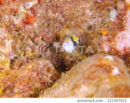 Cute juvenile triggerfish (Family: Triggerfish), Hawaii's national fish. Nakagi Hirizo Beach, Minamiizu-cho, Kamo-gun 122407822