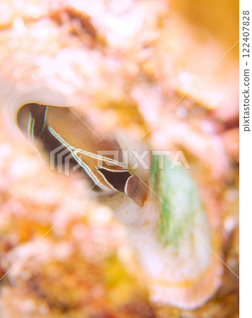 可愛的年輕日本砲彈魚（砲彈魚家族）等等。它是夏威夷的國魚。加茂區南伊豆町中木広濱 122407828