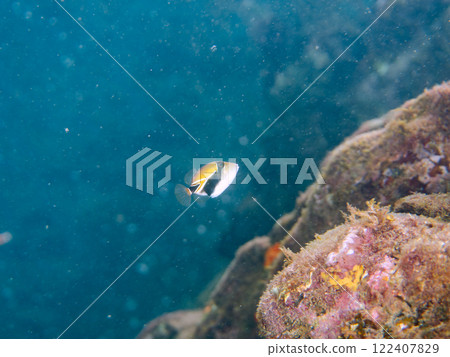 可愛的年輕日本砲彈魚（砲彈魚家族）等等。它是夏威夷的國魚。加茂區南伊豆町中木広濱 122407829
