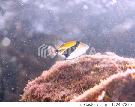 Cute juvenile triggerfish (Family: Triggerfish), Hawaii's national fish. Nakagi Hirizo Beach, Minamiizu-cho, Kamo-gun 122407830