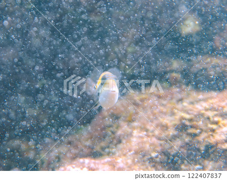 Cute juvenile triggerfish (Family: Triggerfish), Hawaii's national fish. Nakagi Hirizo Beach, Minamiizu-cho, Kamo-gun 122407837