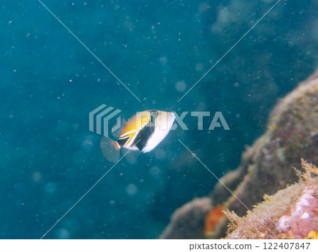 Cute juvenile triggerfish (Family: Triggerfish), Hawaii's national fish. Nakagi Hirizo Beach, Minamiizu-cho, Kamo-gun 122407847