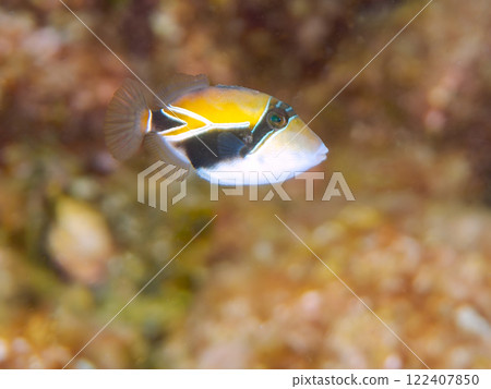 Cute juvenile triggerfish (Family: Triggerfish), Hawaii's national fish. Nakagi Hirizo Beach, Minamiizu-cho, Kamo-gun 122407850